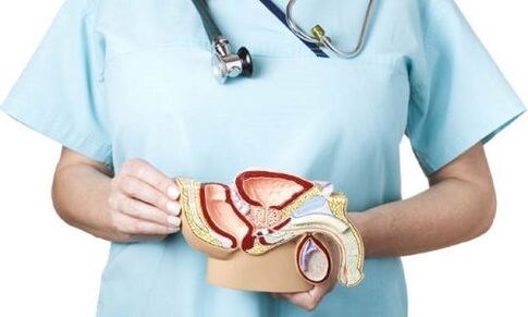 vīriešu uroģenitālās sistēmas modelis un prostatīta ārstēšana